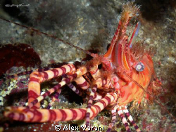 saron sp. by Alex Varani 
